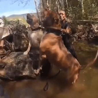 比特犬vs猴子视频直播，一场不该被流量绑架的残酷游戏