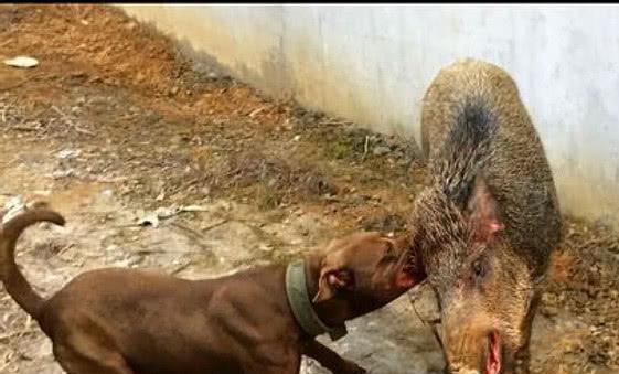 比特犬vs野猪视频直播，一场不该被娱乐化的残酷真相