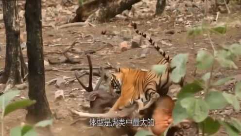 中亚 vs 老虎视频直播，一场不该发生的野性对决