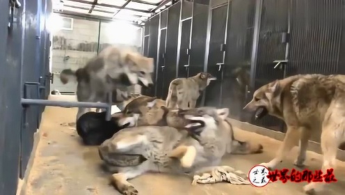 群狗vs狼视频直播，一场野性与驯化的真实较量